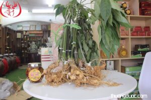 Tác Dụng Của Sâm Ngọc Linh Đối Với Sức Khỏe Ngày Nay