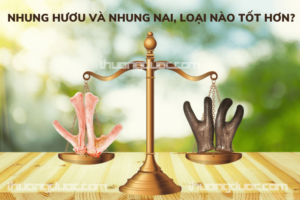 So sánh nhung hươu và nhung nai, loại nhung nào tốt hơn?