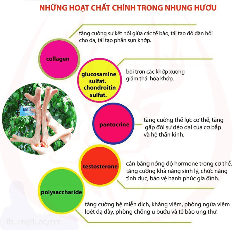 Thành phần hoạt chất chính có trong nhung hươu