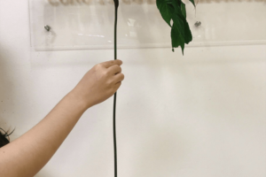 Sâm Ngọc Linh Giả Đang Bán Tràn Lan Trên Thị Trường. Cách Phân Biệt Thật – Giả