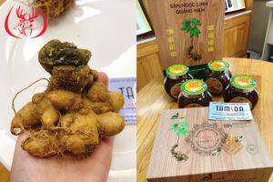 Các Sản Phẩm Từ Sâm Ngọc Linh Chất Lượng: Nguồn Gốc, Cách Dùng Đúng Cách