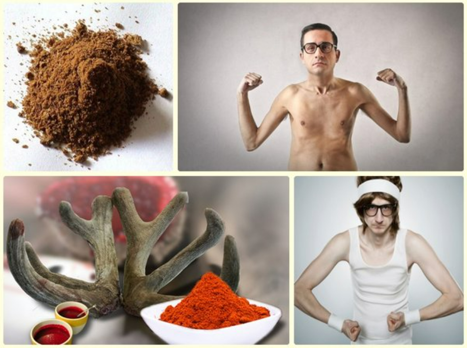 Ăn nhung hươu có béo không?