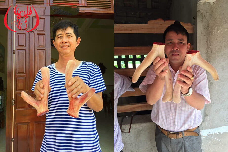 Dùng nhung hươu như nào gây béo phì? Lưu ý khi sử dụng