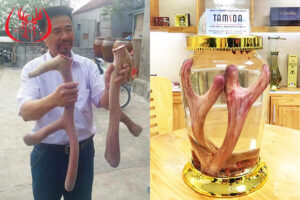 Giá rượu nhung hươu ngâm sẵn tại Thượng Dược là bao nhiêu