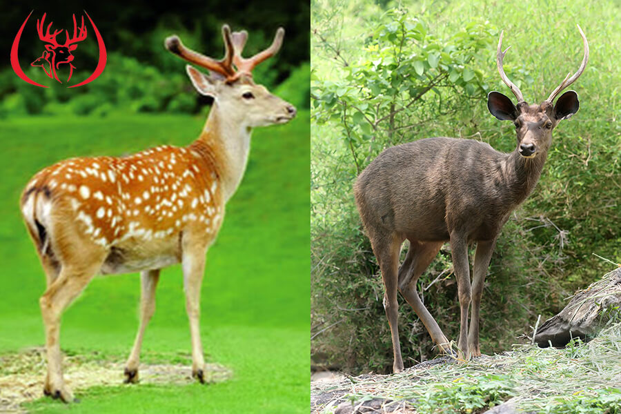 Hình ảnh hươu sao và nai