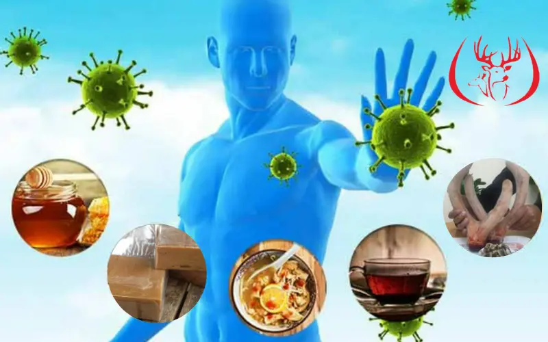 Cao nhung hươu tăng cường hệ miễn dịch