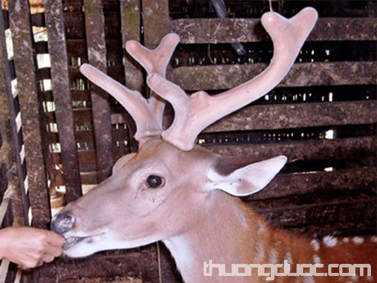 Hươu nuôi trong chuồng