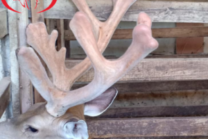 Nhung hươu 1 năm cắt mấy lần? Thu hoạch nhung đúng cách