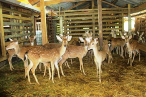 Chia sẻ kỹ thuật nuôi nhung hươu của Thượng Dược – TamSoa