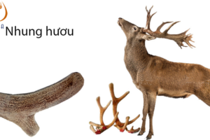 Thực hư về “khai thác và sử dụng nhung hươu có bị cấm không?”
