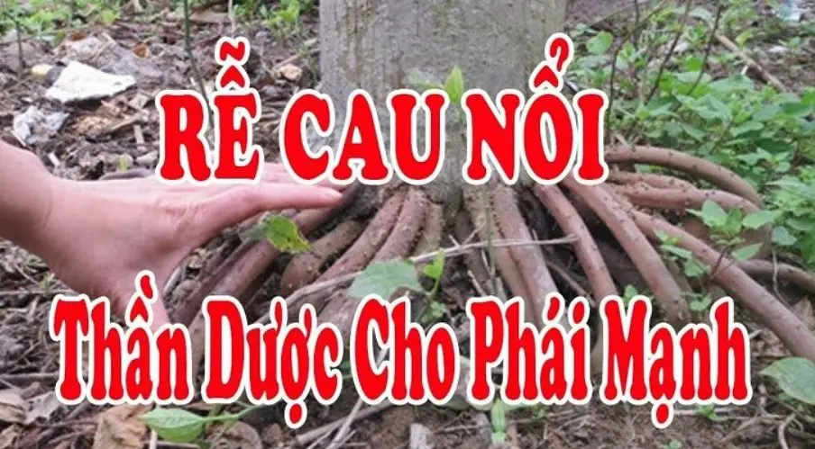Rễ cau chữa yếu sinh lý
