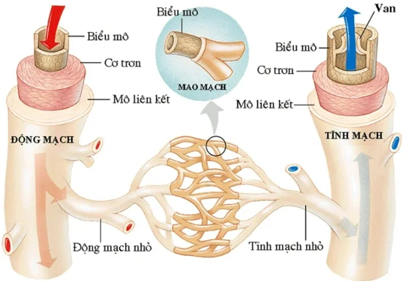 Cấu tạo của mạch máu trong cơ thể