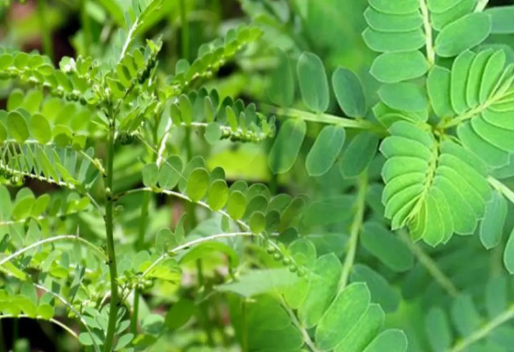 Cây chó đẻ răng cưa