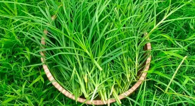 Cây cỏ mần trầu