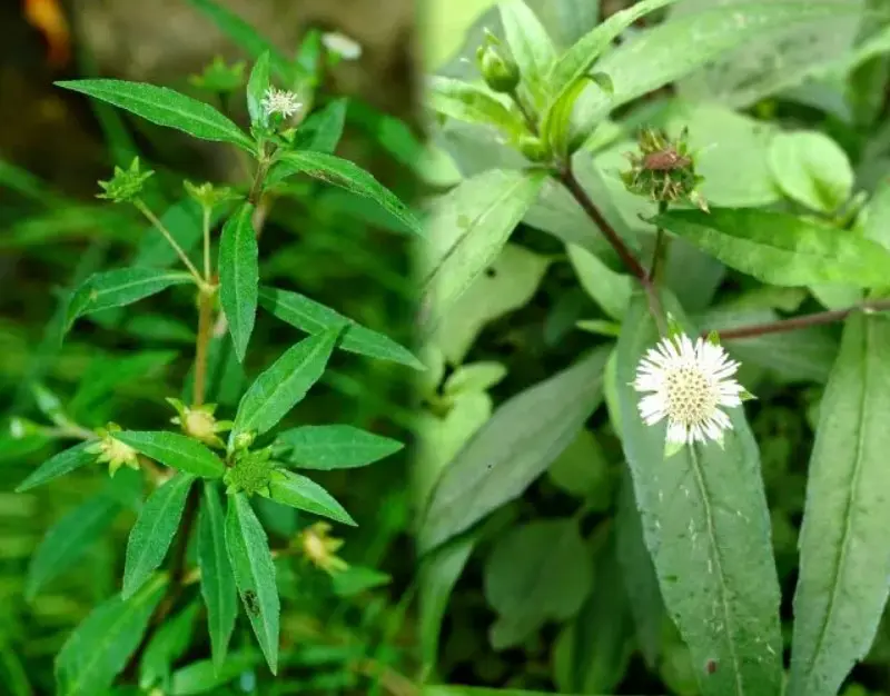 Cây cỏ mực (nhọ nồi) chữa bệnh trĩ