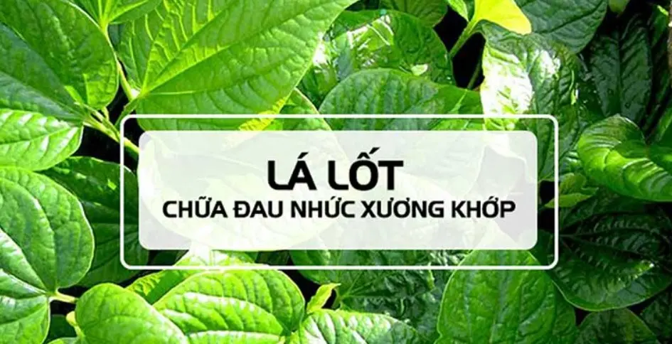 Dùng lá lốt chữa bênh xương khớp