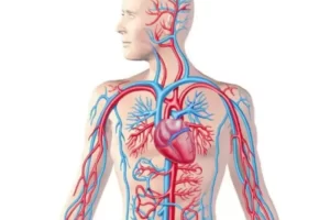 Mạch máu dẫn máu đến tim là mạch gì? Có gì đặc biệt?
