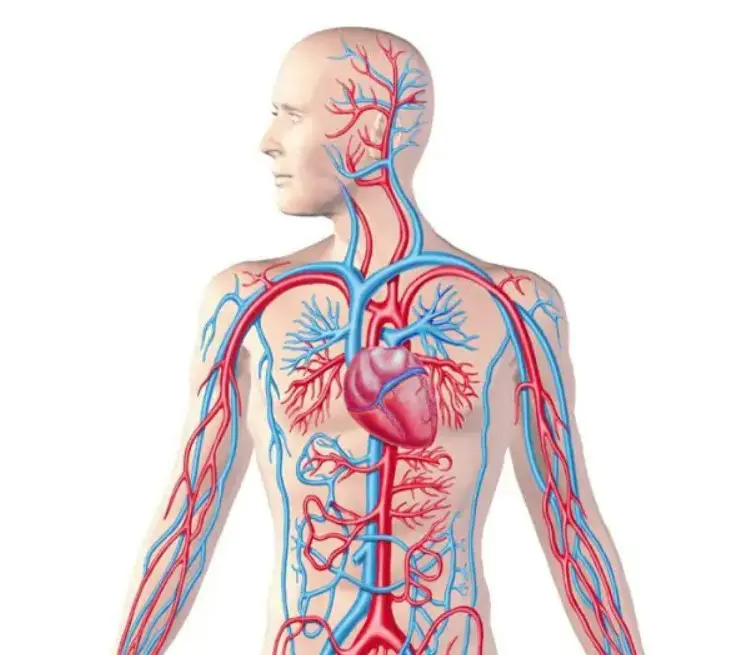 Mạch máu dẫn máu đến tim là mạch gì