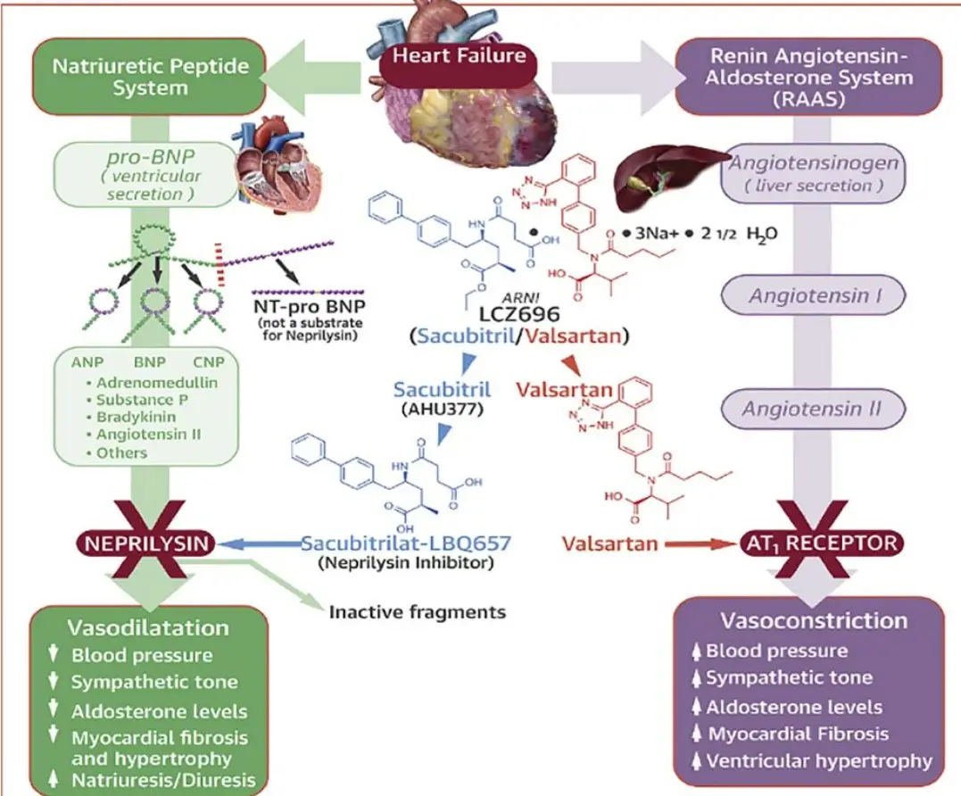 Thuốc ức chế angiotensin-II-neprilysin (ARNI)