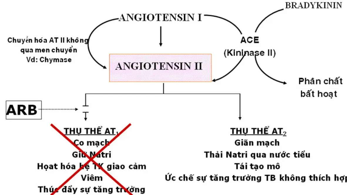 Thuốc ức chế men chuyển angiotensin (ACE)