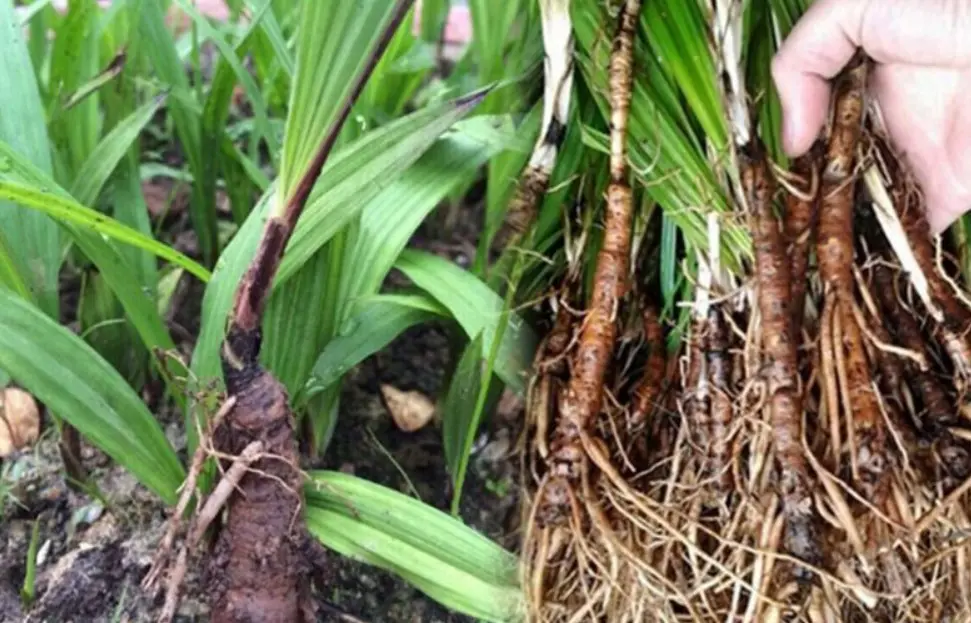 những cây thuốc nam quý hiếm - Sâm cau