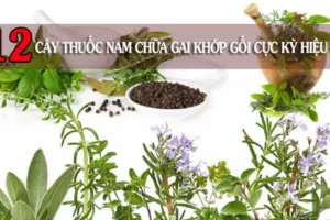 Top 12+ Cây thuốc nam trị gai khớp gối thông dụng nhất