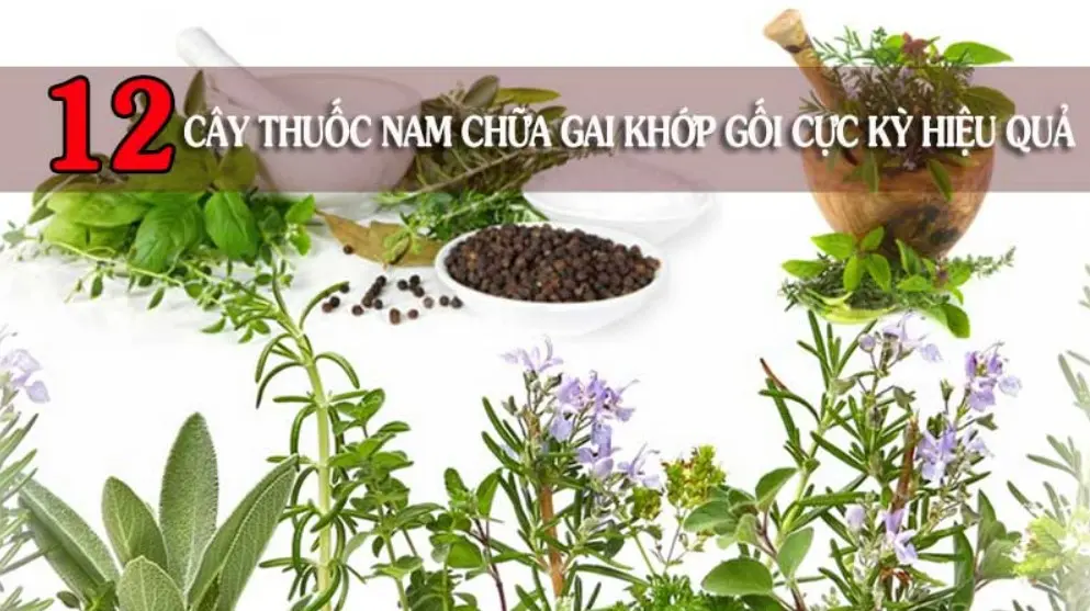 12 cây thuốc nam trị gai khớp gối