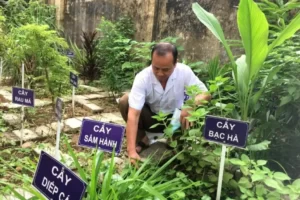9 Nhóm cây thuốc nam chữa bệnh tốt bạn không nên bỏ qua