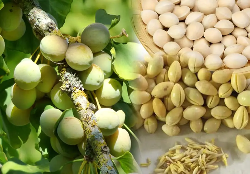 Bạch Quả