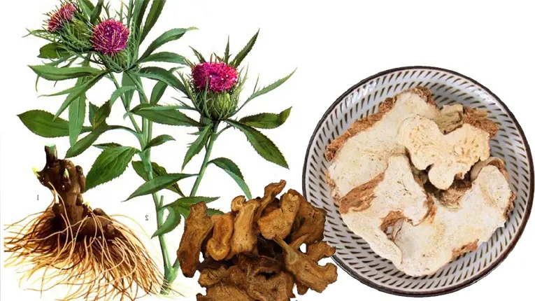 Bạch truật có tác dụng điều trị bệnh tắc vòi trứng