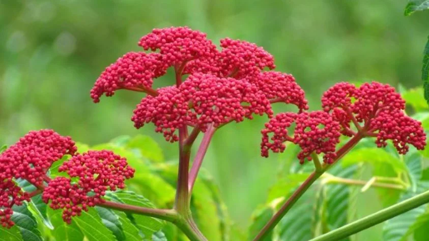 Bài thuốc chữa gai khớp gối từ gối hạc