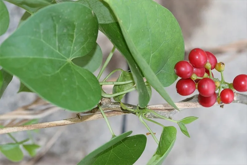 Bài thuốc với dây đau xương