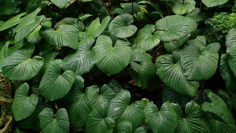 Bài thuốc với thiên niên kiện