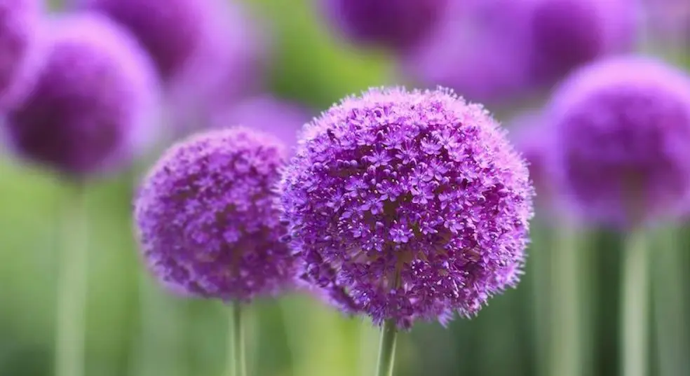 Bồ công anh tím còn được gọi là tử hoa địa đinh