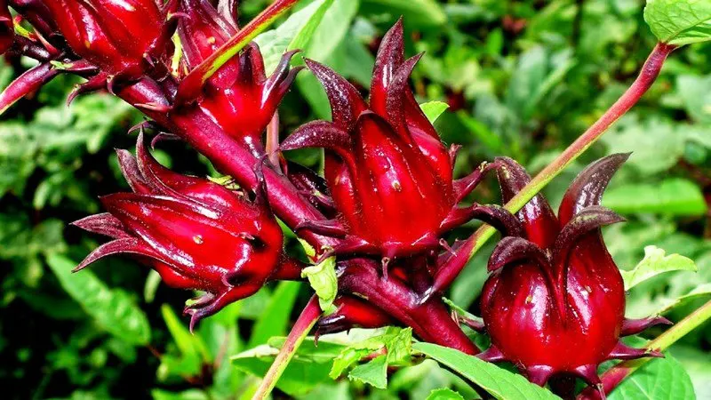 Bụp giấm (Hibiscus sabdariffa)