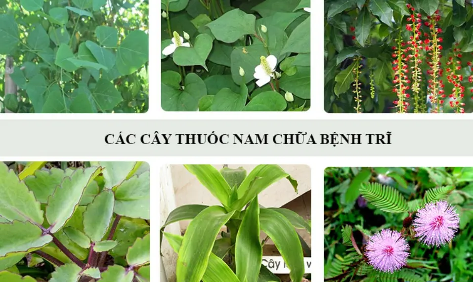 Các cây thuốc chữa bệnh trĩ