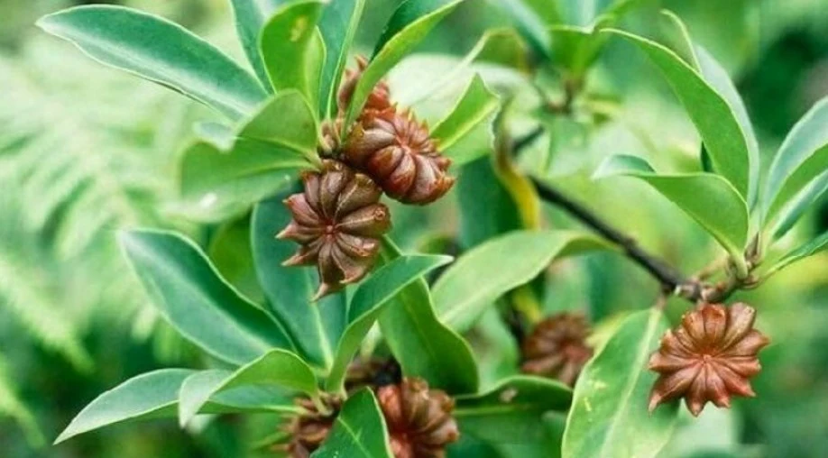 Cây Hồi - Dược liệu quý