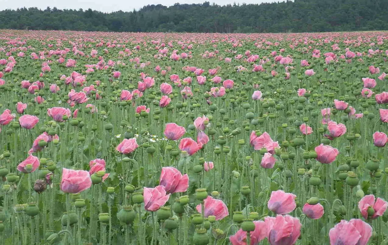 Cây anh túc bị pháp luật nghiêm cấm trồng