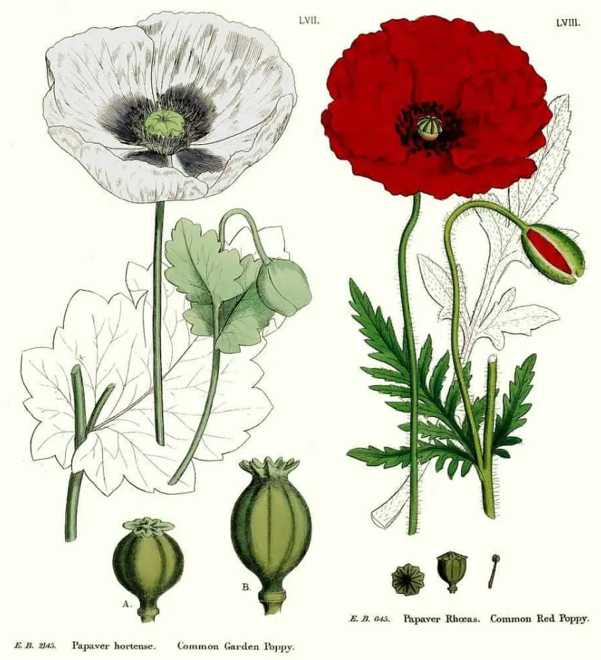 Cây cần sa và cây thuốc phiện