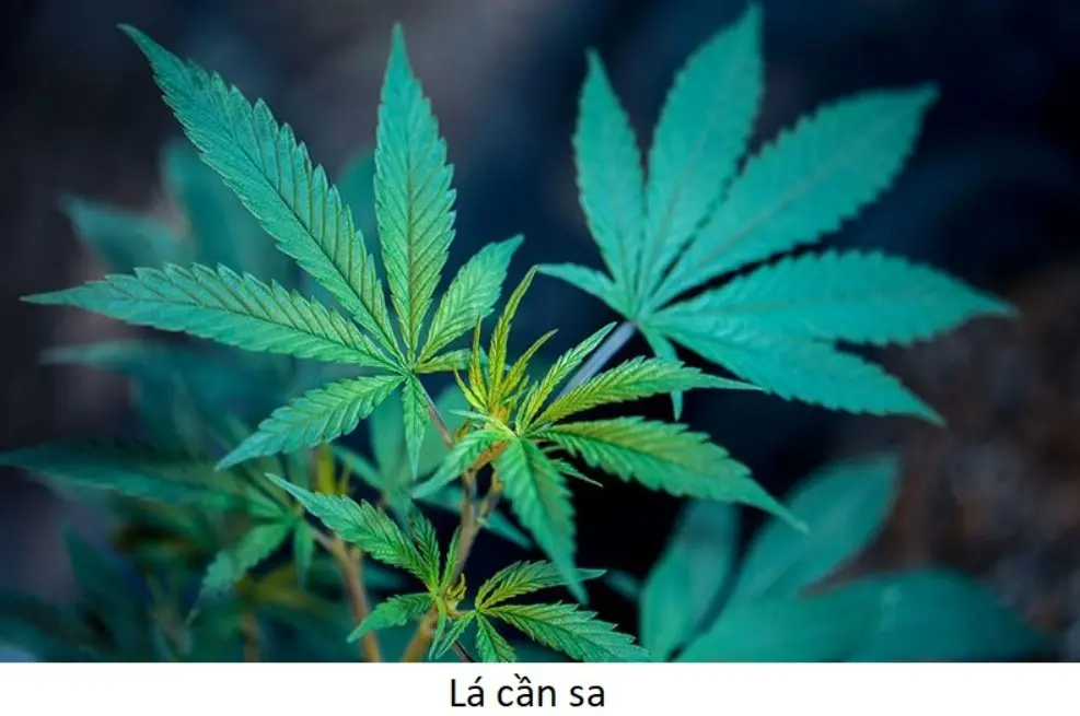 Hình dạng của lá cần sa