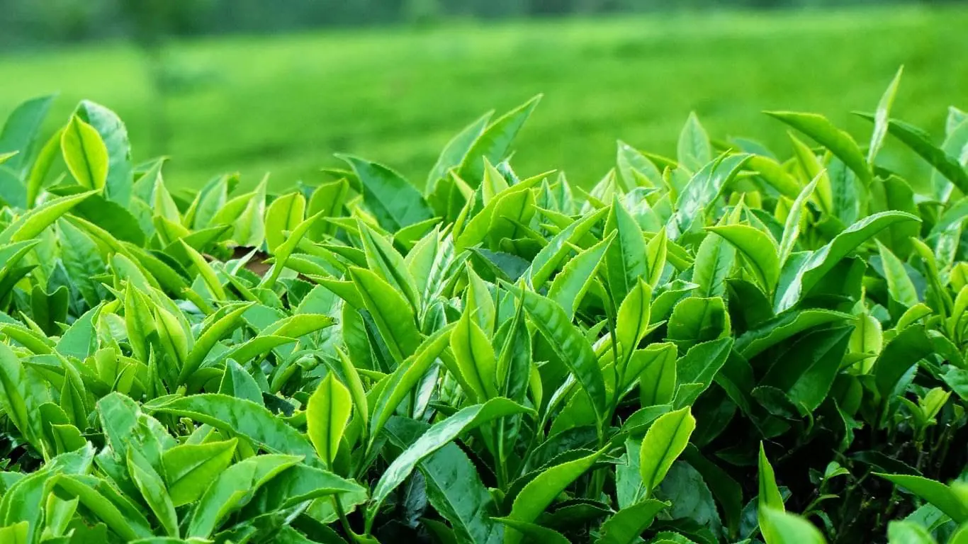 Cây chè đắng - cây thuốc nam chữa bệnh viêm đại tràng