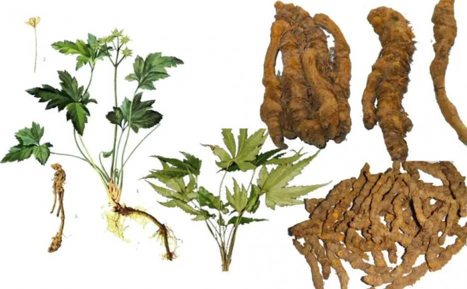 Cây hoàng liên chân gà