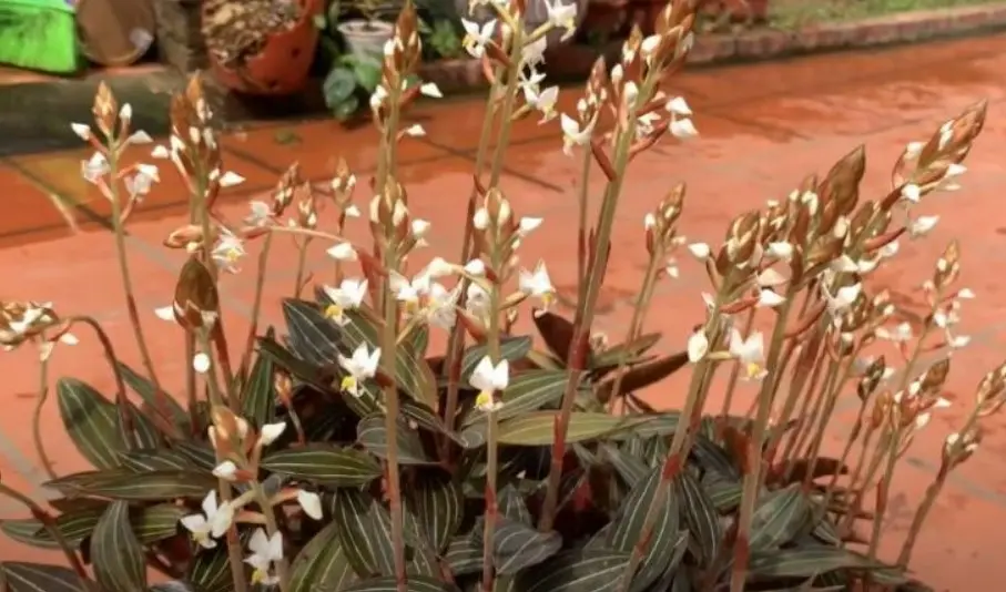 Cây lan kim tuyến