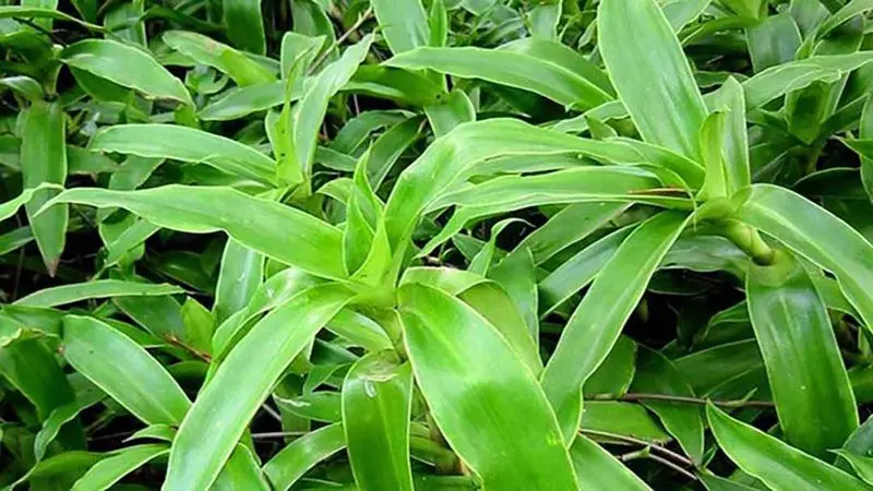 Cây lược vàng - Cây thuốc nam chữa viêm đại tràng