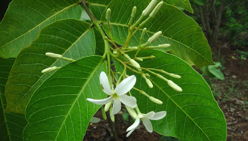 Cây mộc hoa trắng
