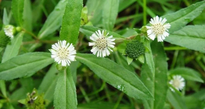 Cây nhọ nồi hỗ trợ điều trị gan nhiễm mỡ