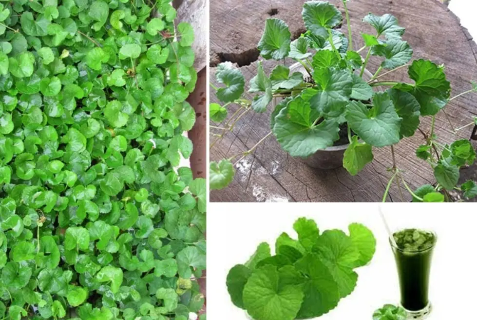 Cây rau má trong vườn nhà