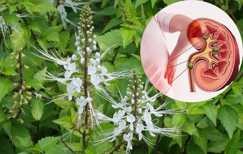Cây thuốc trị sỏi thận - Cây râu mèo