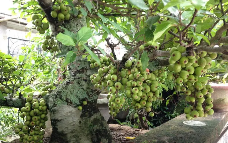 Chữa bệnh trĩ bằng quả sung