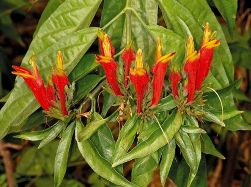 Cây thuốc bìm bịp có tác dụng phụ không